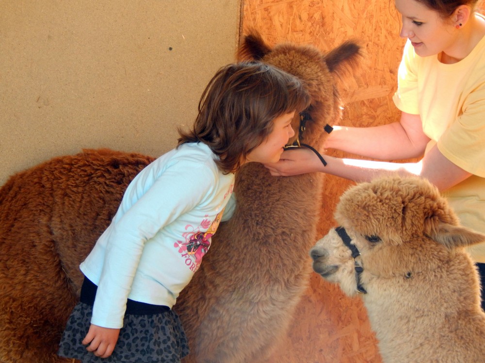 RückblickAlpakaHoffest 2016 von der WinklerRanch